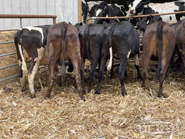 (10 Head) Holstein/Jersey crossbred bred heifers